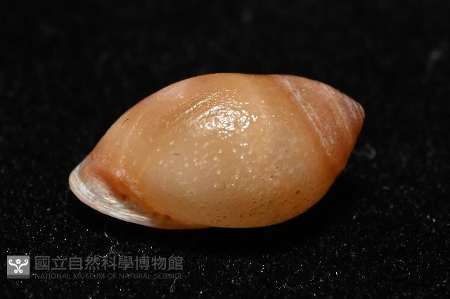 鼴耳螺藏品圖，第5張