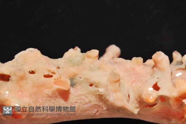 新種臺灣紅珊瑚藏品圖，第5張