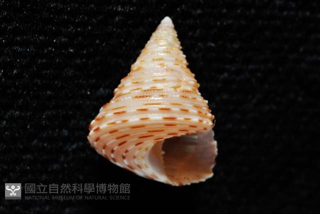 虛線鐘螺藏品圖，第5張