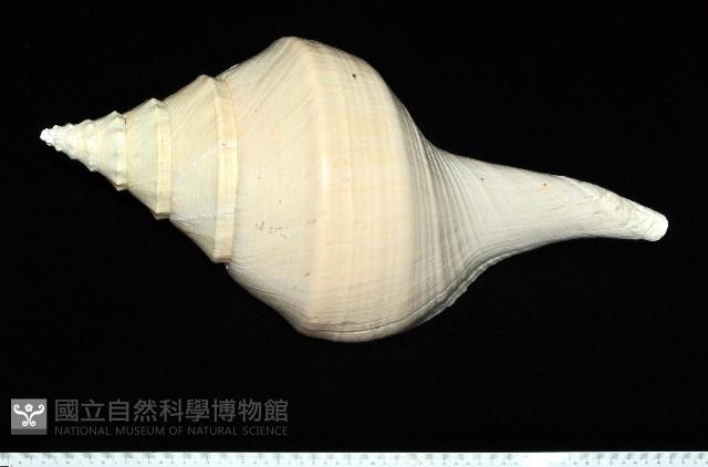 澳洲大香螺藏品圖，第5張