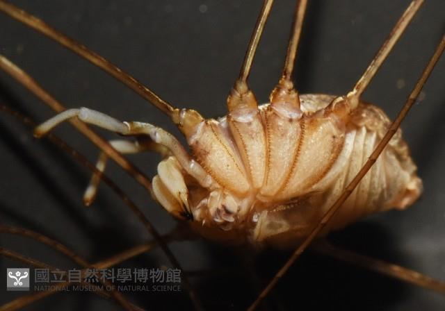 登錄號:007926-00001藏品圖，第5張