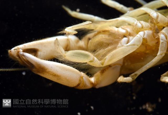 大指泥蝦藏品圖，第5張