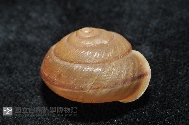 鱗高腰蝸牛(鱗菱蝸牛)藏品圖，第5張
