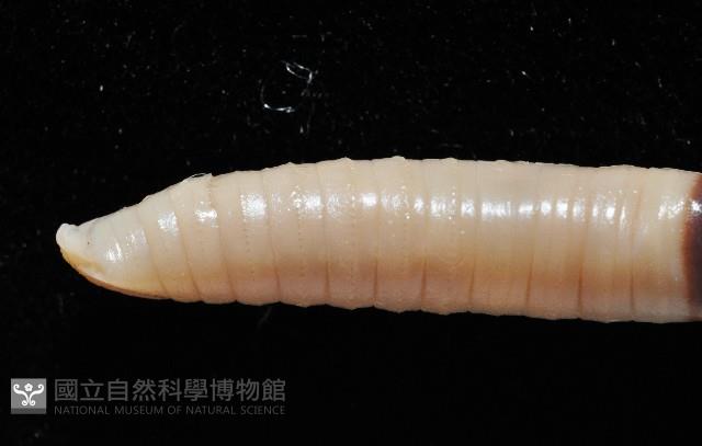 南仁遠環蚓(新種)藏品圖，第5張