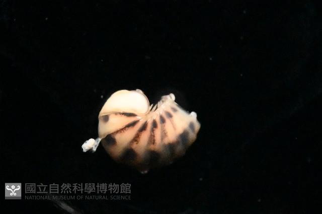 金色木球馬陸藏品圖，第5張