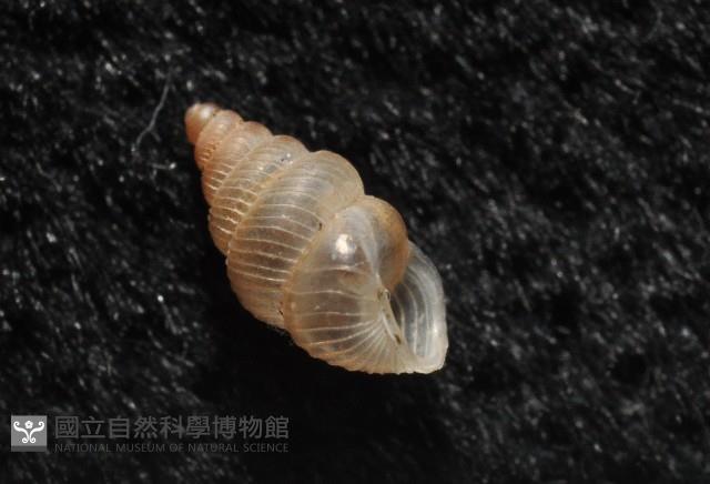 水田芝麻蝸藏品圖，第5張