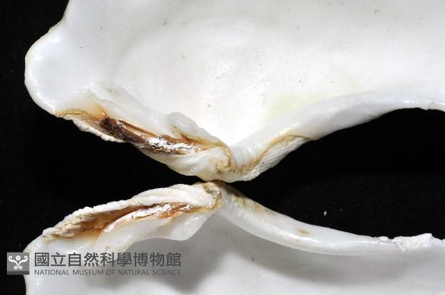 長硨磲蛤藏品圖，第5張