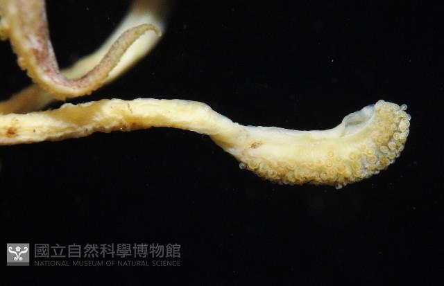 燕尾烏賊藏品圖，第5張