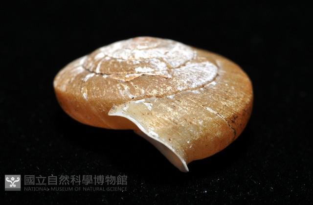 皺大臍蝸牛藏品圖，第5張