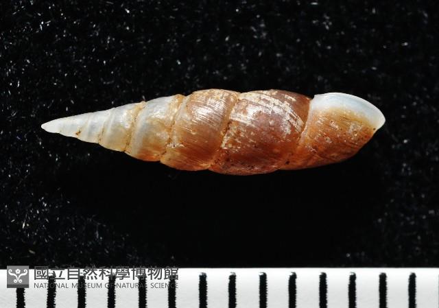 俏皮煙管蝸牛藏品圖，第5張