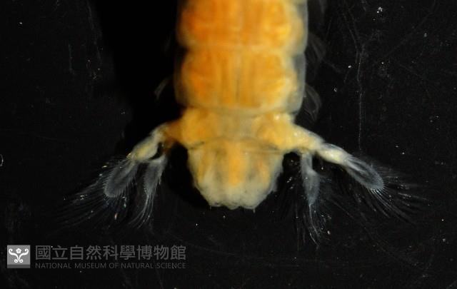 濱海幼嫩蝦蛄藏品圖，第5張