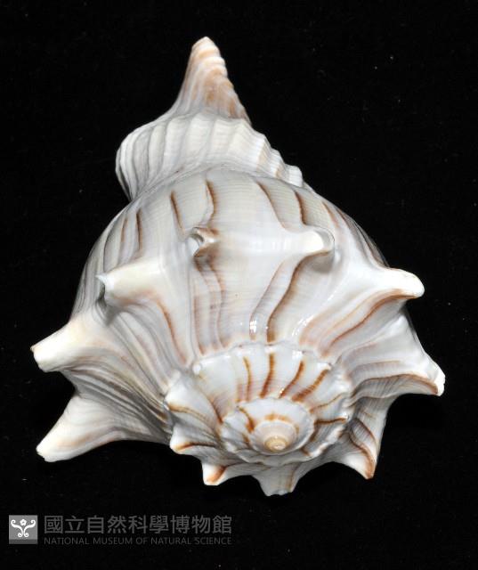 左旋角香螺藏品圖，第5張