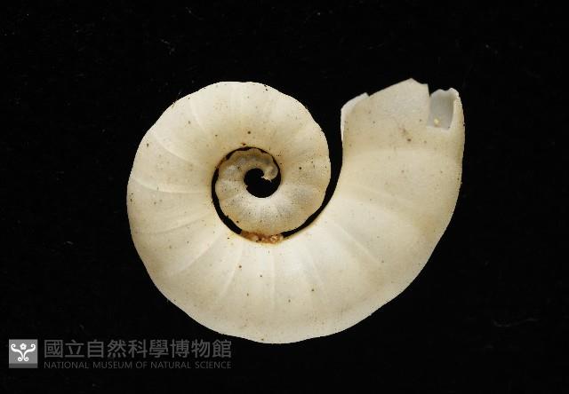 卷殼烏賊(旋殼烏賊)藏品圖，第5張