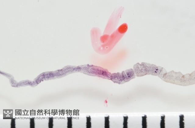 新種鯊魚絛蟲-02藏品圖，第5張