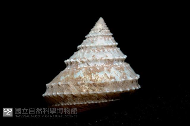 登錄號:005770-00001藏品圖，第5張