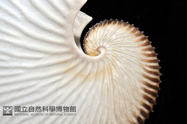 扁船蛸藏品圖，第5張