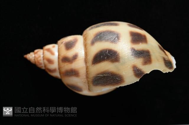 象牙鳳螺藏品圖，第5張