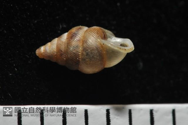 左旋扁芝麻蝸牛藏品圖，第5張