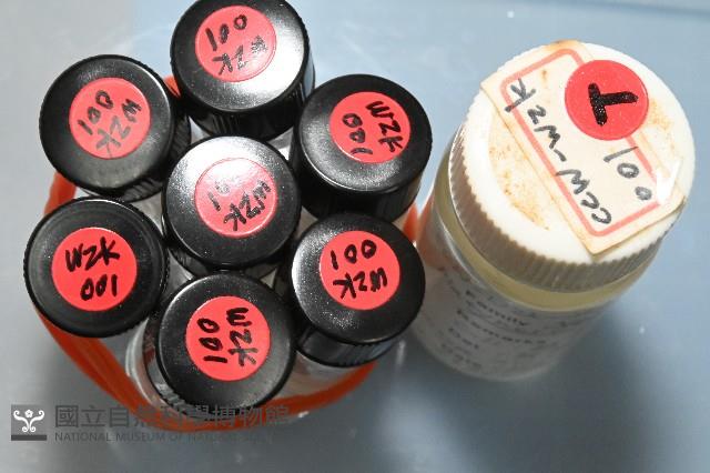 和美闊沙蠶藏品圖，第5張