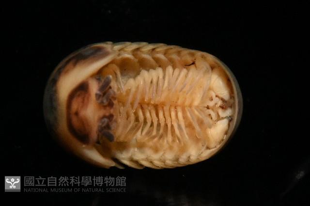 條紋木球馬陸藏品圖，第5張