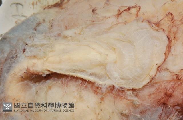 東沙面蛸(新種)藏品圖，第5張