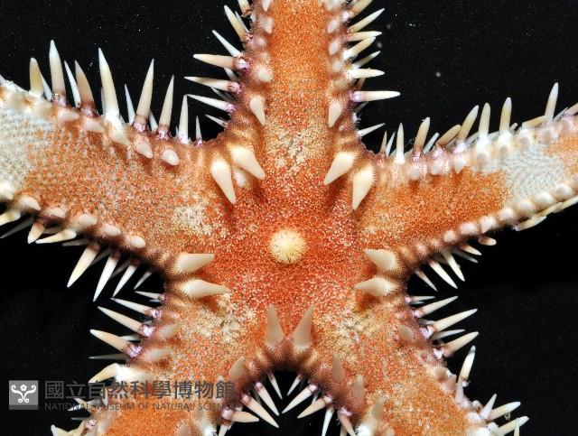 多棘槭海星藏品圖，第5張