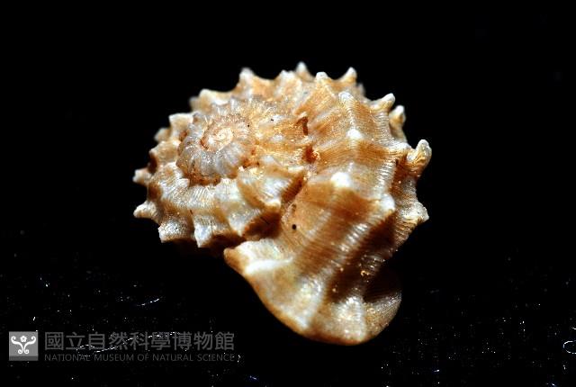 桂冠花冠螺藏品圖，第5張