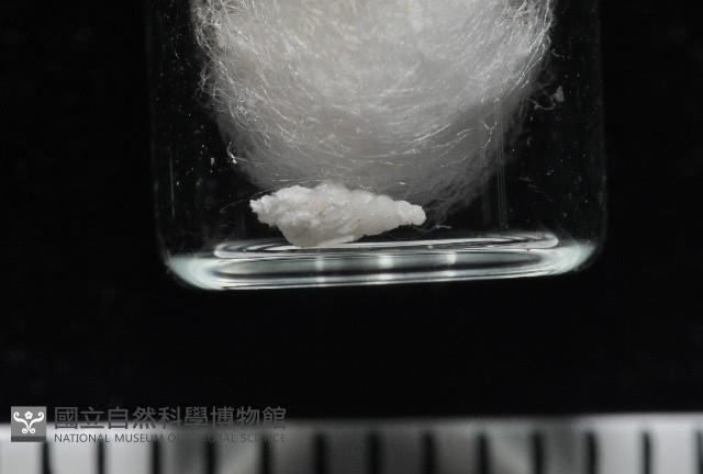 窗格海螄螺藏品圖，第5張