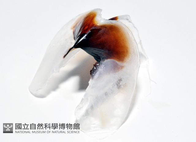 大王魷魚藏品圖，第5張