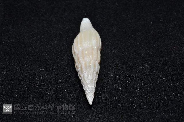 東沙春柏蛹筆螺藏品圖，第5張
