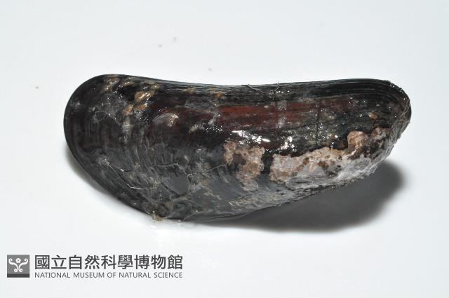 臺灣深海殼菜蛤藏品圖，第5張