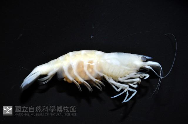 赤崁新米蝦藏品圖，第5張