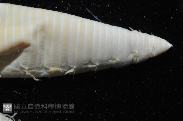 日本臭海蛹藏品圖，第5張