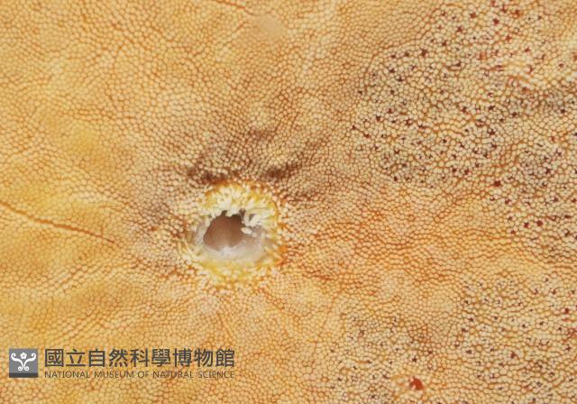 粒皮瘤海星藏品圖，第5張