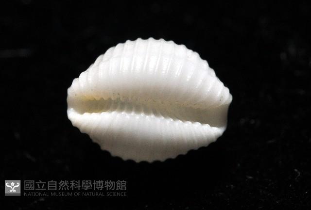 楊氏蛹螺藏品圖，第5張