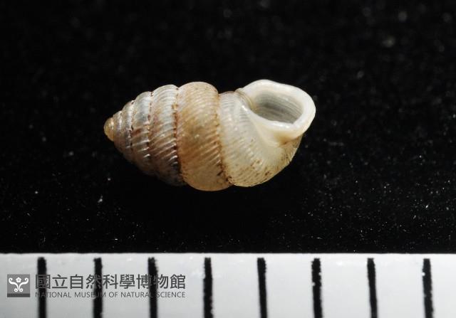 董王芝麻蝸牛藏品圖，第5張