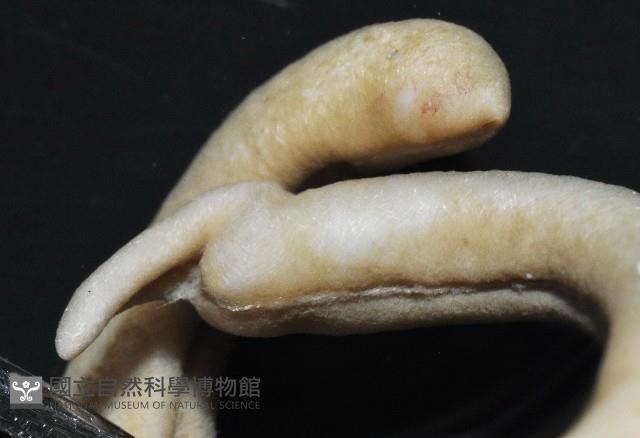 未知種腹溝綱新月貝藏品圖，第5張