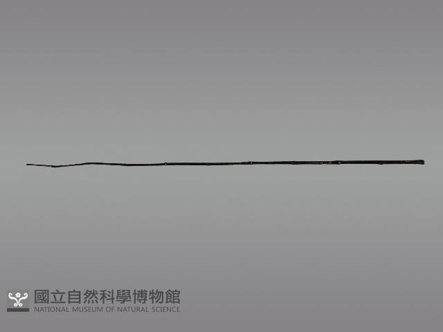 五年祭刺球架模型藏品圖，第5張