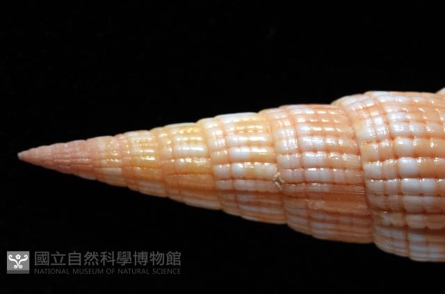 登錄號:007819-00121藏品圖，第5張