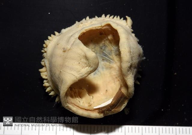 造殼海葵之一種藏品圖，第5張