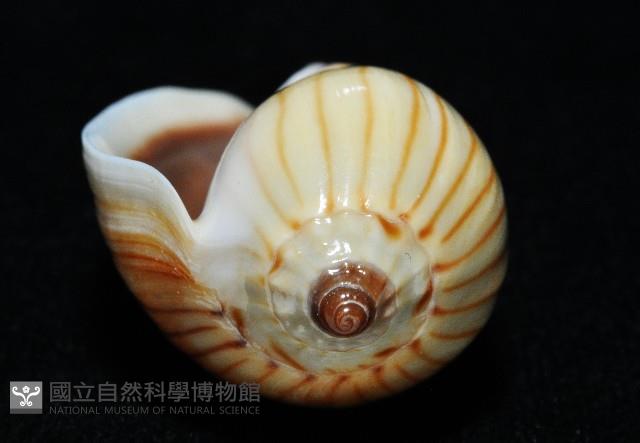 斑馬渦螺藏品圖，第5張
