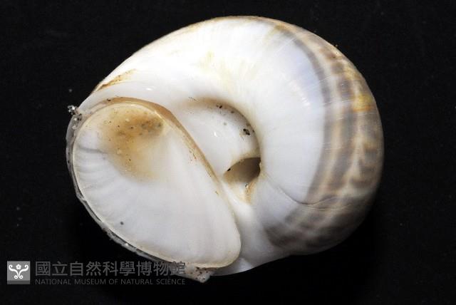 小灰玉螺藏品圖，第5張