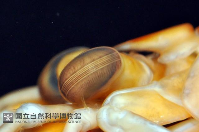 大指蝦蛄藏品圖，第5張