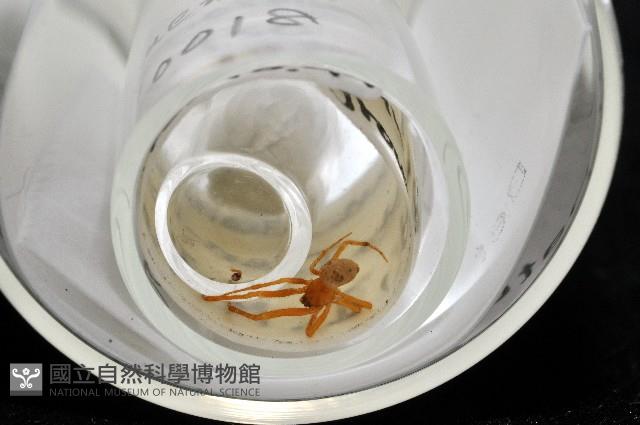 蘭嶼姬蛛藏品圖，第5張