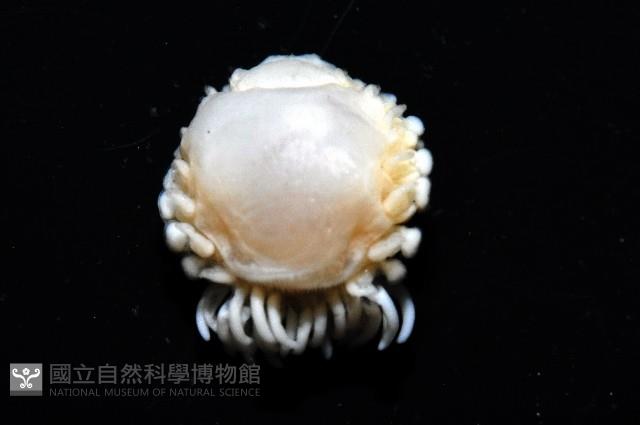 中華淺鰓虱藏品圖，第5張