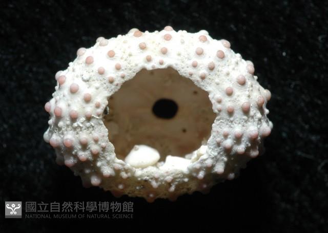 環棘偏海膽藏品圖，第5張