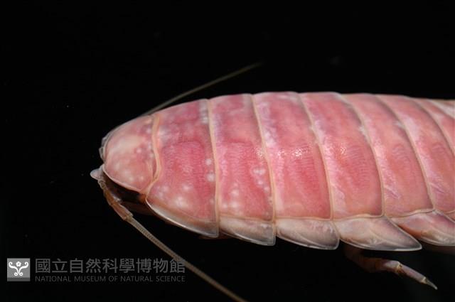 道氏深水虱藏品圖，第5張