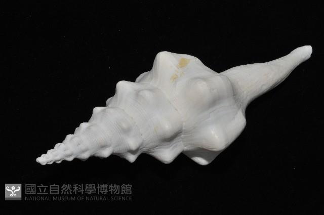 波緣長旋螺藏品圖，第5張