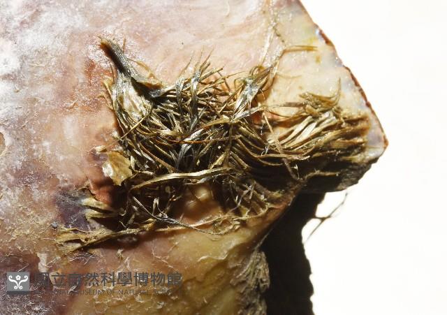 馬鞍(扁平)障泥蛤藏品圖，第5張