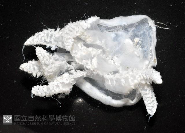 端鞭水母藏品圖，第5張
